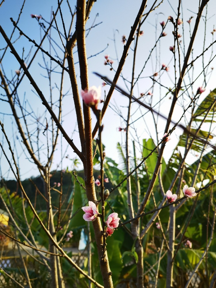 园区梅花